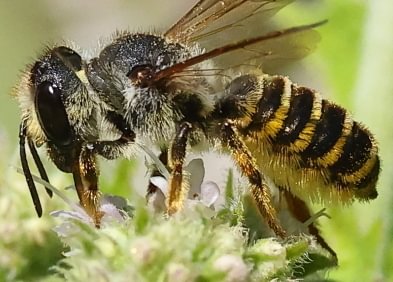 Horn-faced Leafcutter Bee Megachile fidelis scappoose