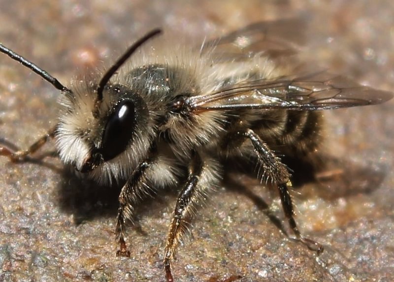 Horn-faced Mason Bee Osmia cornifrons clatskanie apiary columbia county northwest oregon
