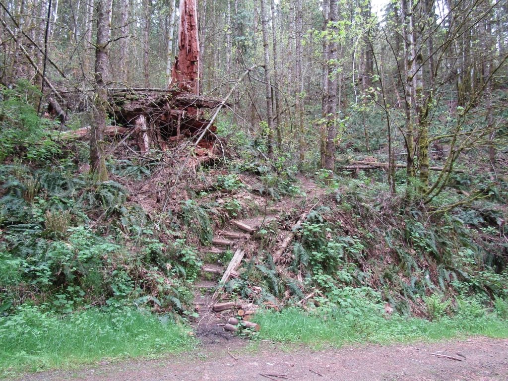 Burlington Creek Forest Trail Park portland metro