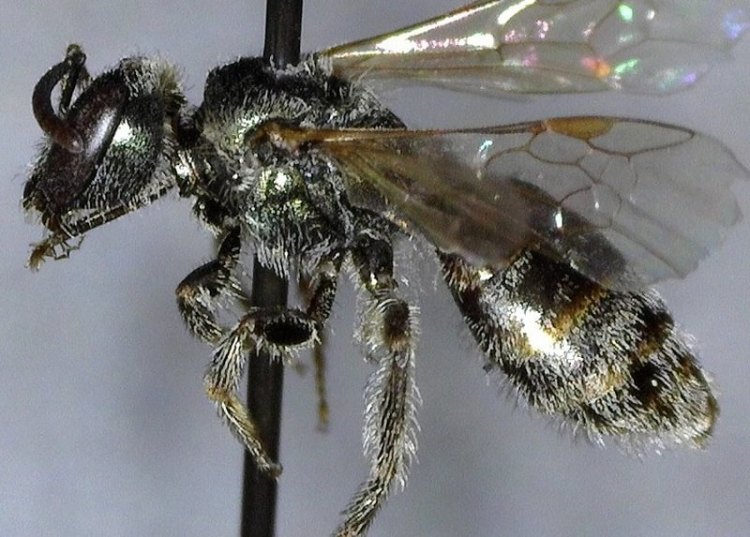 Incomplete Sweat Bee Lasioglossum incompletum apiary vernonia columbia county northwest oregon