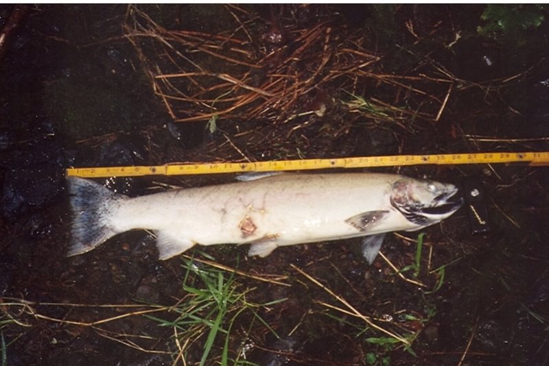 salmonoid coho salmon steelhead in fox creek rainier columbia county