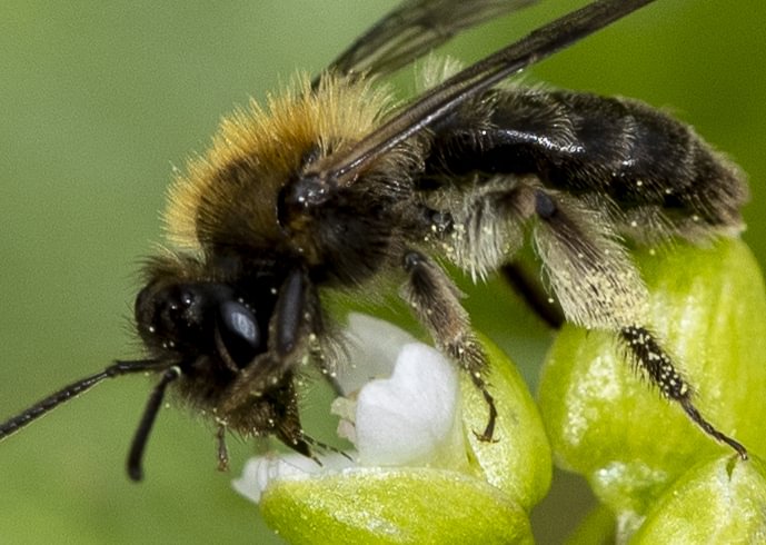 Miner's Lettuce Miner Bee Andrena anisochlora columbia county northwest oregon rainier clatskanie vernonia
