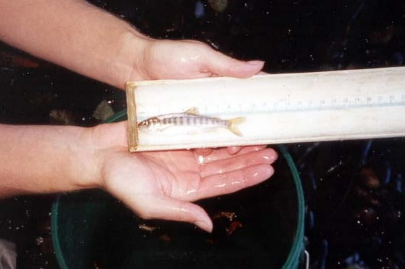 ODFW biologist measures juvenile Coho Salmon fox creek rainier oregon columbia county