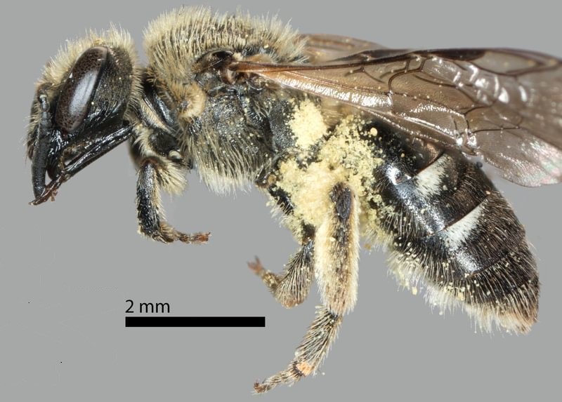 Olympia Sweat Bee Lasioglossum olympiae rainier clatskanie columbia county northwest oregon