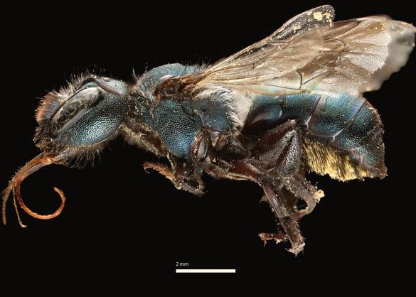 Dense-haired Mason Bee Osmia densa vernonia clatskanie columbia county northwest oregon