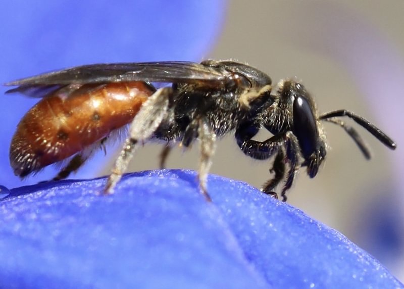 Oval-headed Sweat Bee Lasioglossum ovaliceps