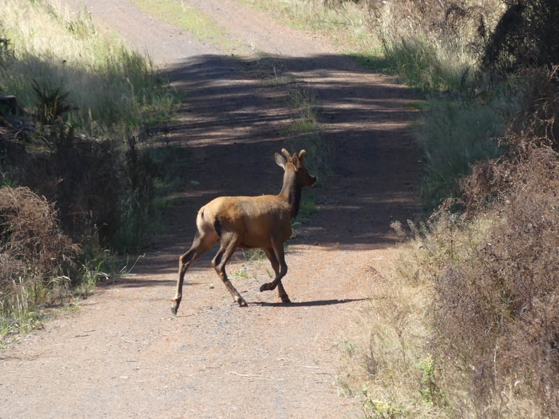 roosevelt elk Kauppi Lake columbia county vernonia keasey olympic resource management weyerhaeuser northwest oregon