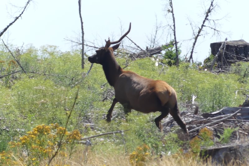 roosevelt elk Kauppi Lake columbia county vernonia keasey olympic resource management weyerhaeuser northwest oregon