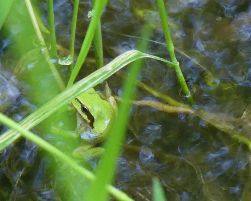 Northern Pacific Treefrog fox creek rainier oregon columbia county