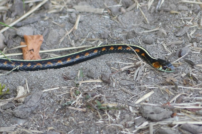 Red-spotted Garter Snake fox creek rainier oregon columbia county