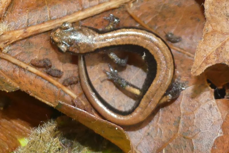 Western Red-backed Salamander fox creek rainier oregon columbia county