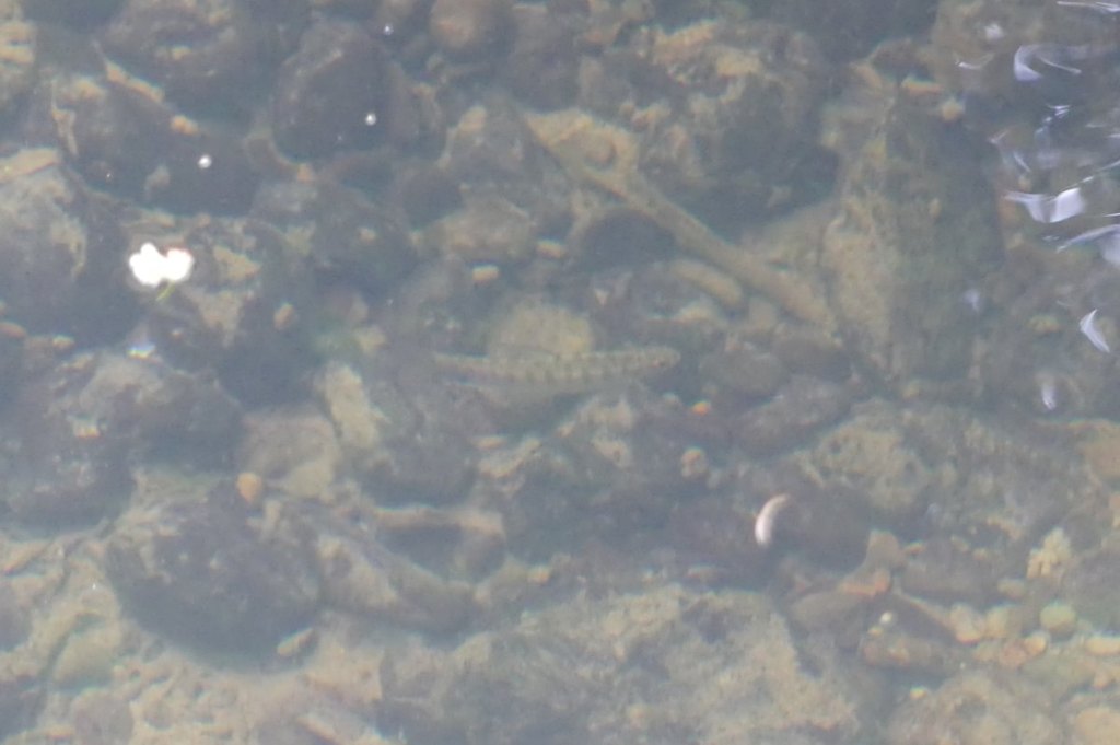 coho salmon fry fox creek rainier oregon columbia county