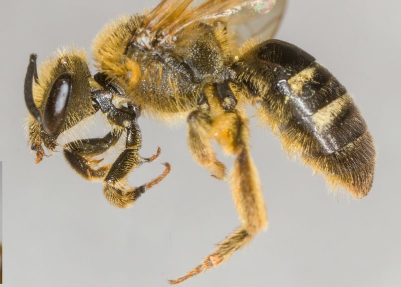 Pacific Sweat Bee Lasioglossum pacificum st. helens scappoose sauvie