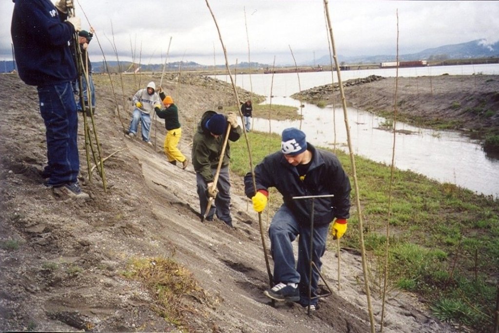 planting cottonwoods near Fox Creek's mouth friends of restoration fox creek rainier oregone