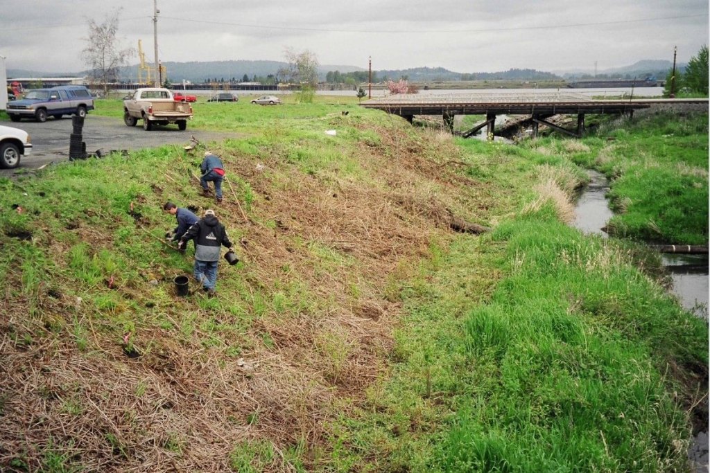 planting natives near the railroad bridge fox creek rainier oregon