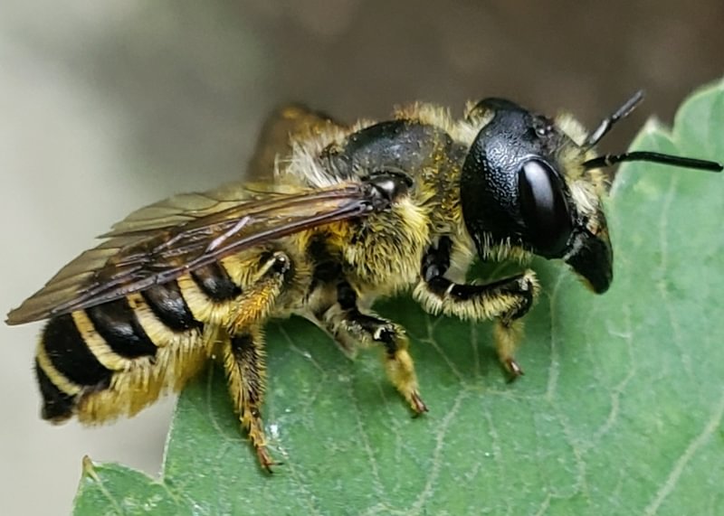 Pugnacious Leafcutter Bee Megachile pugnata vernonia sauvie island scappoose