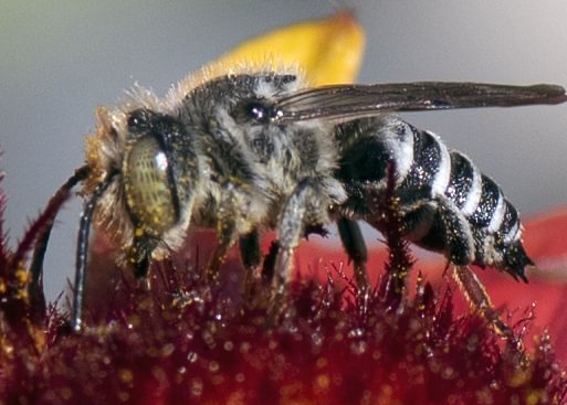 Red-footed Leafcutter Cuckoo Bee Coelioxys rufitarsis columbia county northwest oregon