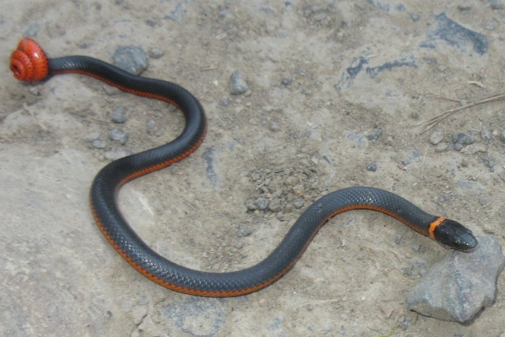 northwestern ringneck snake ring-necked northwest oregon columbia county st. helens scappoose rainier