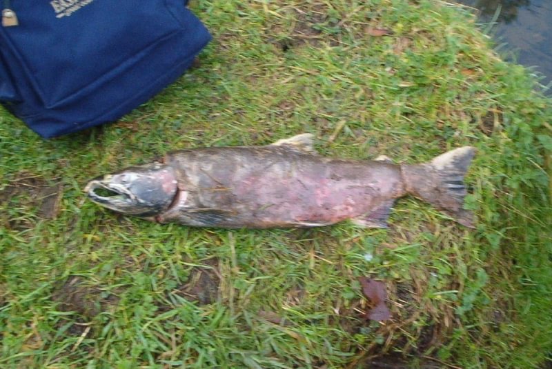 salmonoid coho salmon steelhead in fox creek rainier columbia county