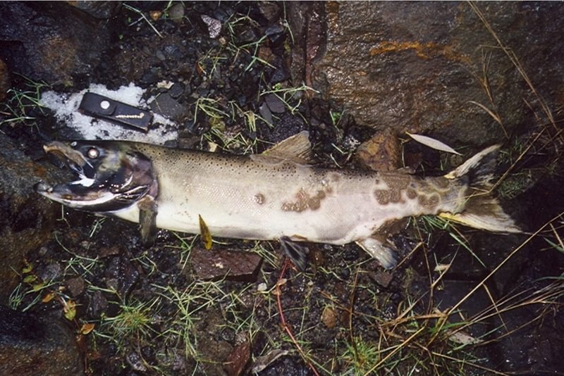salmonoid coho salmon steelhead in fox creek rainier columbia county