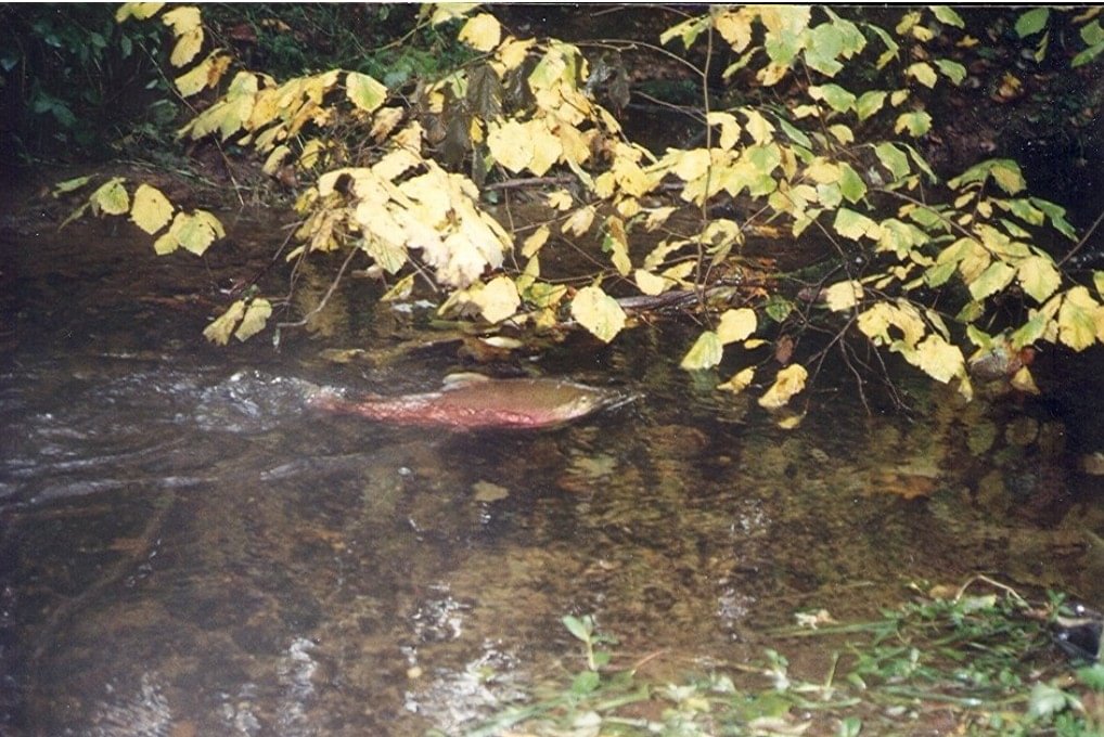 salmonoid coho salmon steelhead in fox creek rainier columbia county