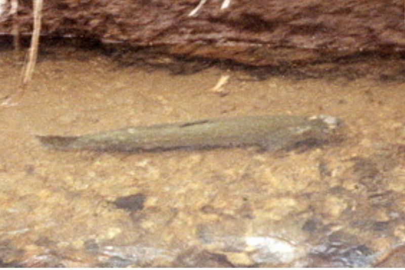 salmonoid coho salmon steelhead in fox creek rainier columbia county