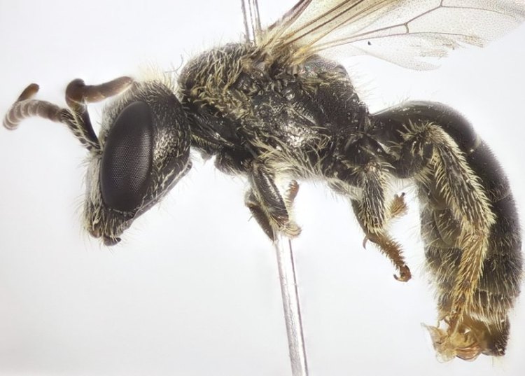 Shaggy Furrow Bee Lasioglossum villosulum columbia county northwest oregon