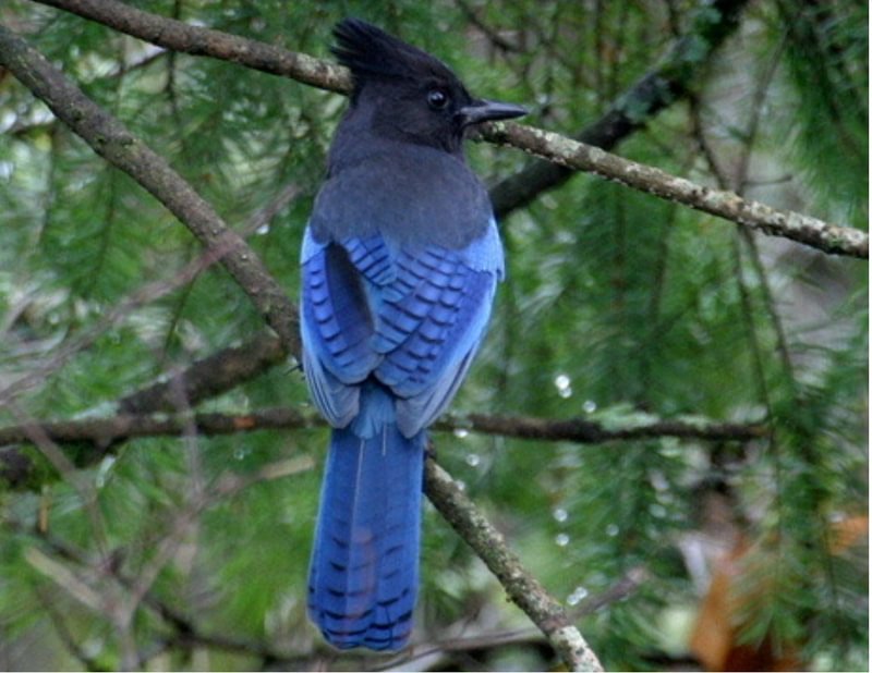 Steller's Jay fox creek ron whipple rainier oregon
