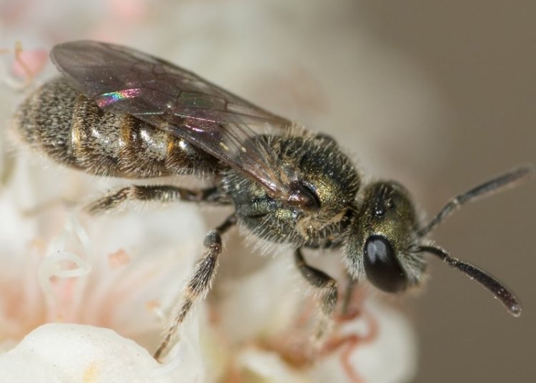Wild Sunflower Sweat Bee Lasioglossum helianthi prescott st. helens columbia county northwest oregon