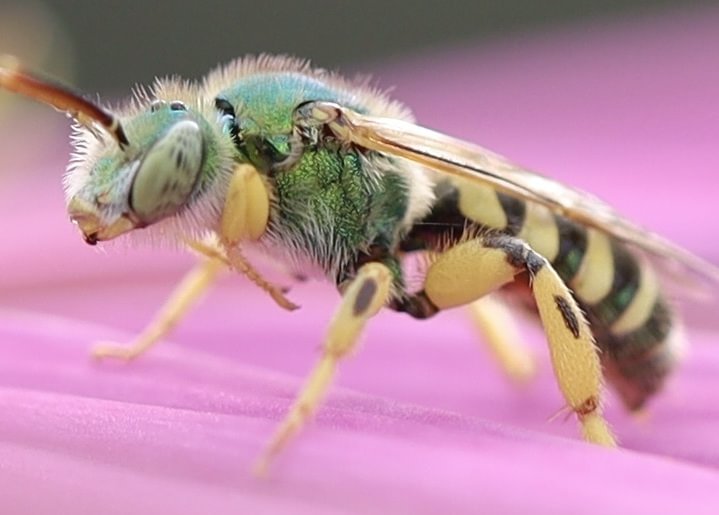 Texas Striped Sweat Bee Agapostemon texanus vernonia sauvie island warren columbia county oregon