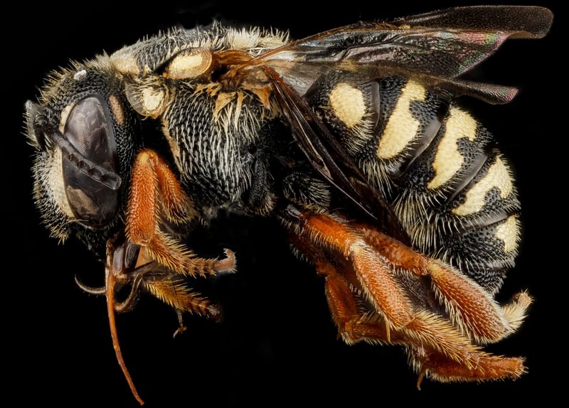 Ulke's Pebble Bee Dianthidium ulkei rainier clatskanie columbia county northwest oregon