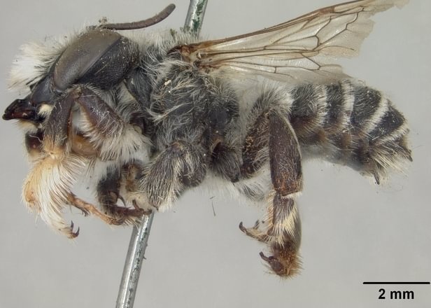 Weighty Leafcutter Bee Megachile gravita