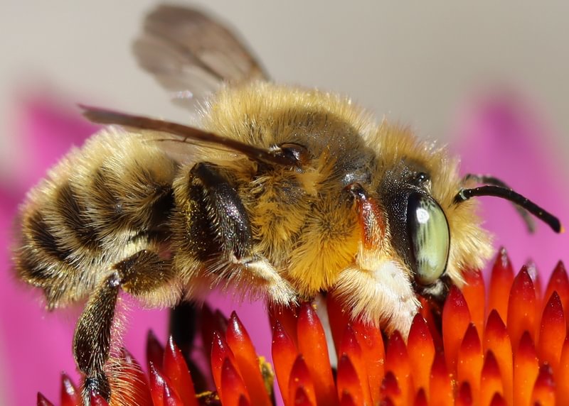 Western Leafcutter Bee Megachile perihirta vernonia columbia county pacific northwest oregon