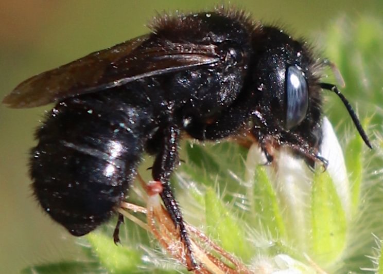 White-fronted Small-Mason Hoplitis producta scappoose sauvie northern oregon columbia county