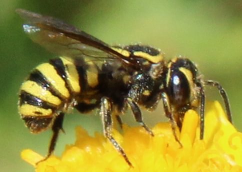 Wide-striped Painted-Dark Bee Stelis laticincta