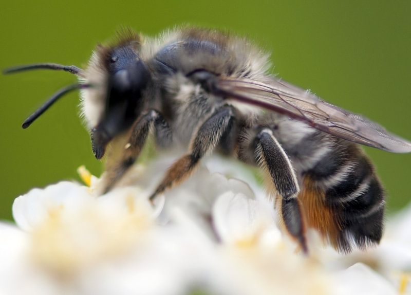 Willowherb Leafcutter Bee Megachile lapponica st. helens scappoose sauvie columbia county northwest oregon