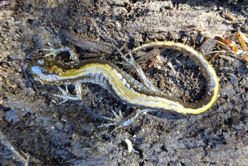 western long-toed salamander trestle beach columbia city deer island oregon columbia river