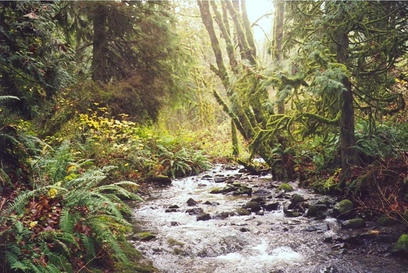 fox creek trail rainier oregon columbia county