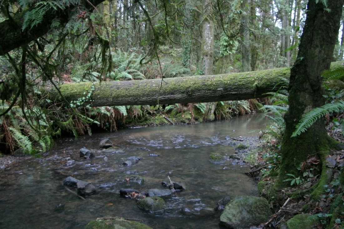fox creek trail rainier oregon columbia county