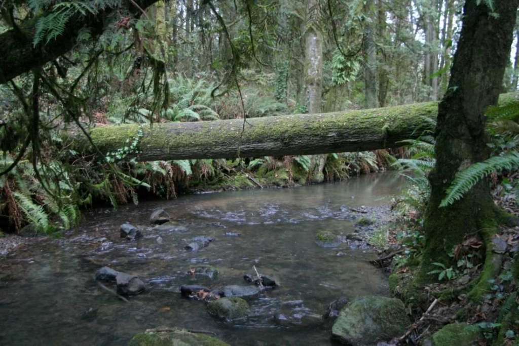 fox creek trail rainier oregon columbia county