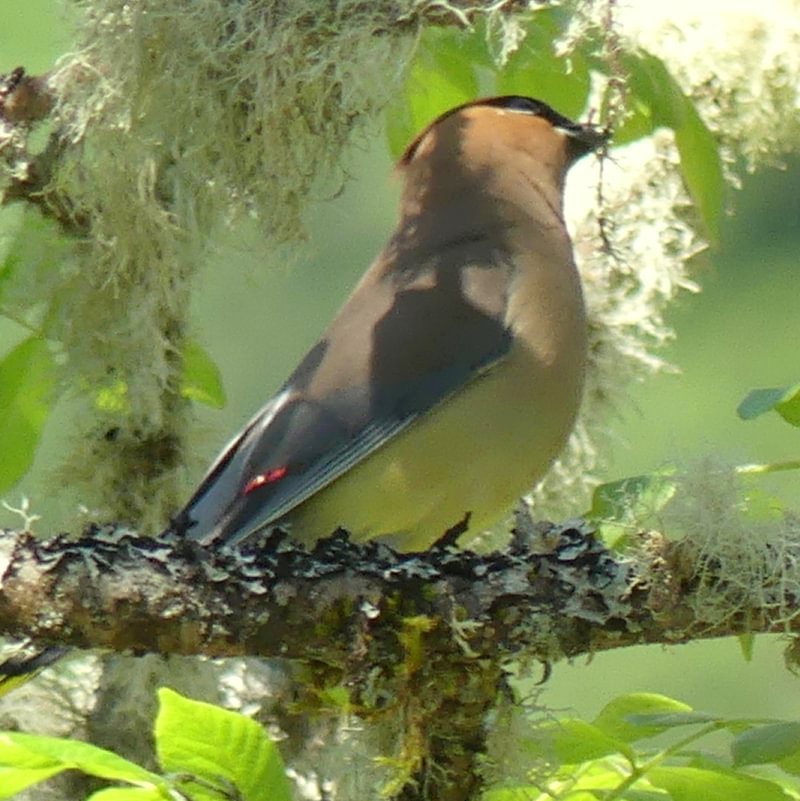 cedar waxwing dibblee point beach rainier columbia county river