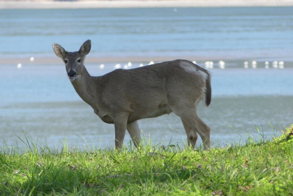 columbia white-tailed deer whitetail marshland clatskanie jones beach oregon