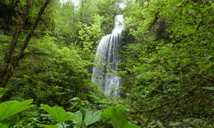 Lava Creek falls waterfall apiary columbia county northwest oregon highway 47 vernonia clatskanie