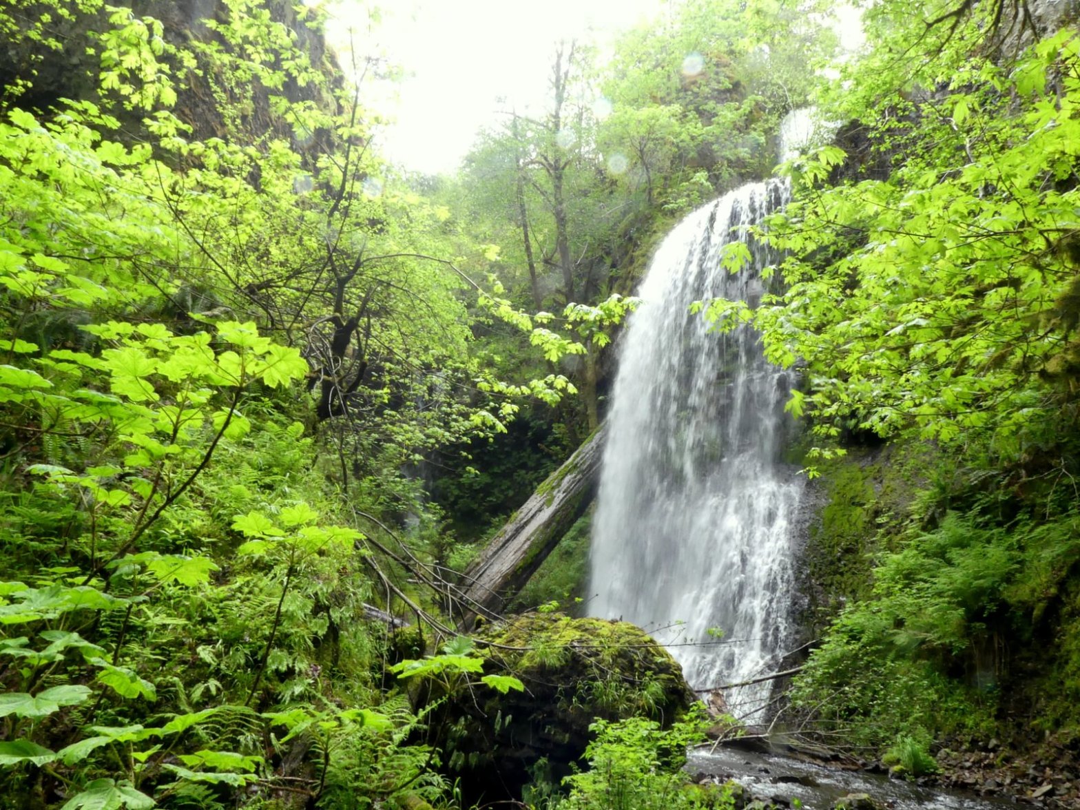 Lava Creek falls waterfall apiary columbia county northwest oregon highway 47 vernonia clatskanie
