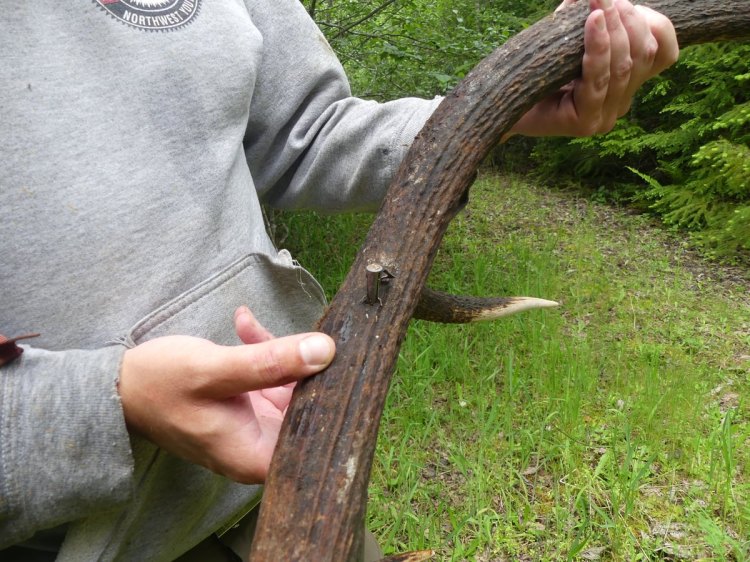 apiary vernonia clatskanie roosevelt elk shed antler broadhead embedded