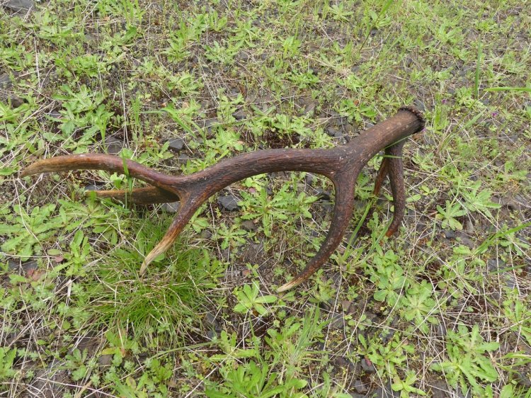 apiary vernonia clatskanie roosevelt elk shed antler broadhead embedded