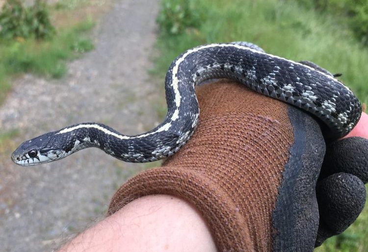 western terrestrial garter snake thamnophis elegans clear creek vernonia oregon columbia county
