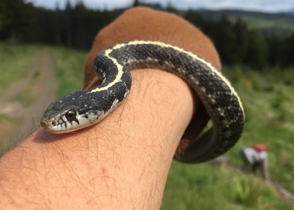 western terrestrial garter snake thamnophis elegans clear creek vernonia oregon columbia county