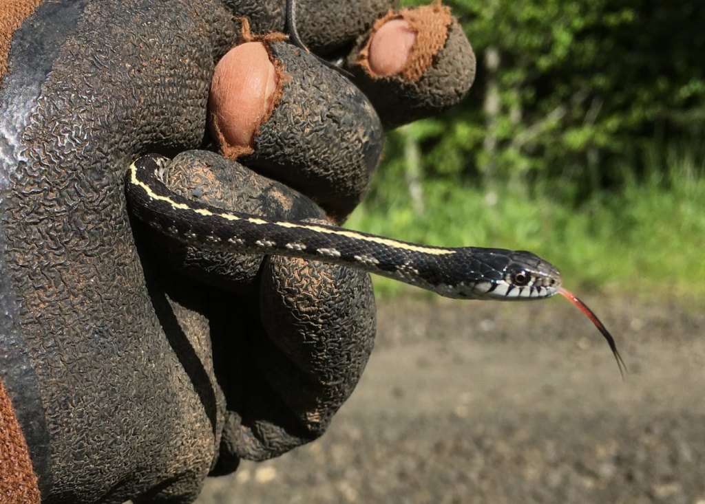 western terrestrial garter snake thamnophis elegans clear creek vernonia oregon columbia county