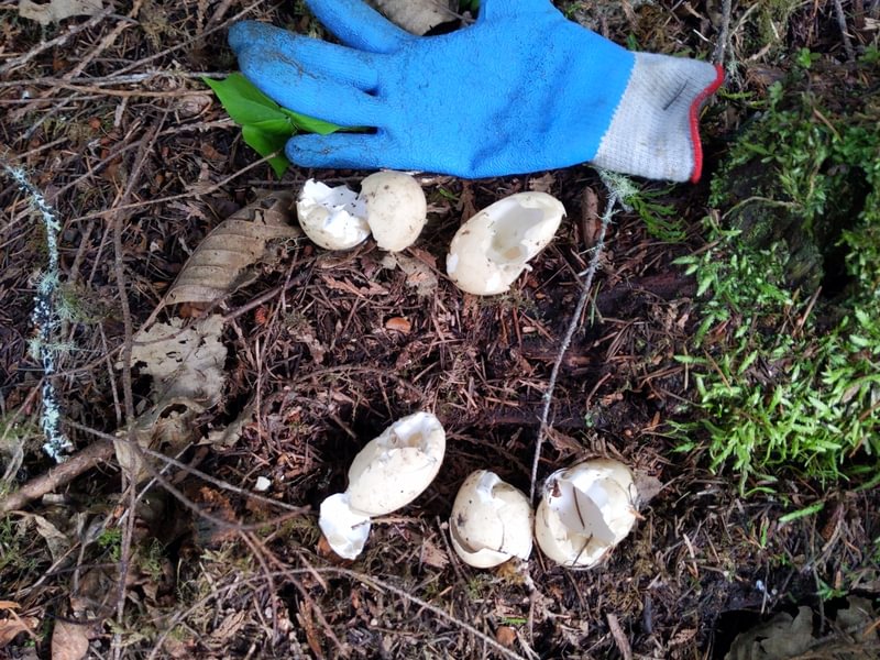 clear creek beaver pond duck eggs vernonia oregon columbia county